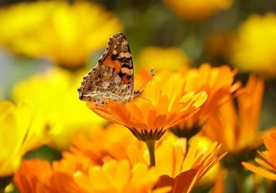 Irsental - Tal der 1.000 Schmetterlinge