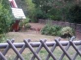 Besuch der Rehe