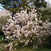 Magnolie auf dem Grundstück