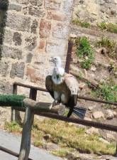 Schäferkarren im Adler- und Wolfspark Kasselburg