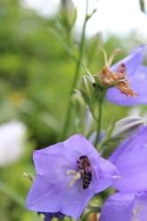 Ferienhaus Landhaus Almyssen