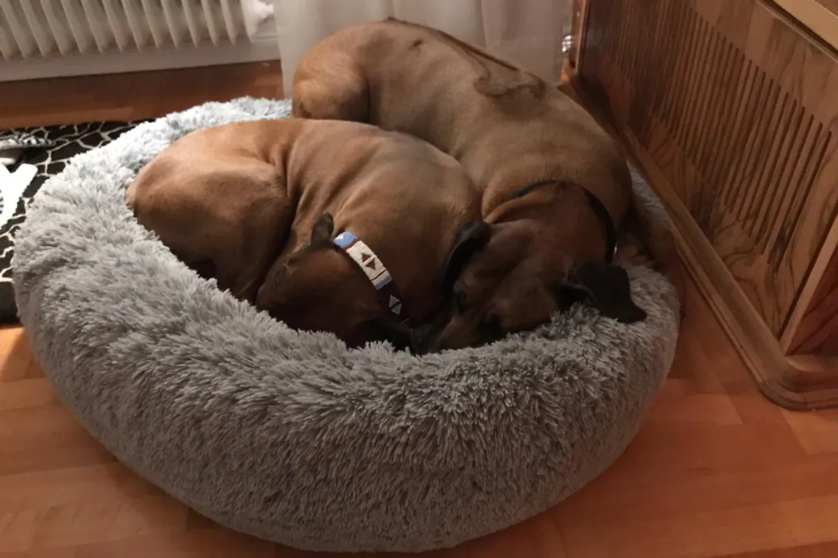  Ferienhaus Wibbecke Westerwald