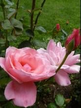 Ferienwohnung Raunecker