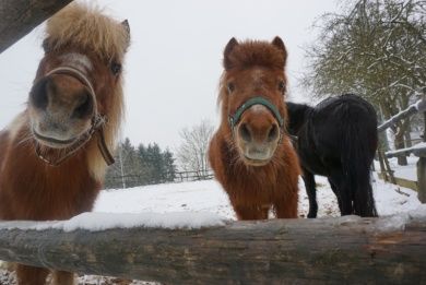 Ferienhof Hölzmann - Urlaub auf unserem Bauernhof