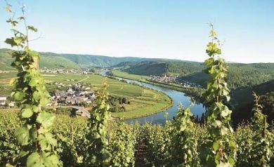 Wein- und Gästehaus Kappes - Panoramablick auf Mosel und Burg Landshut