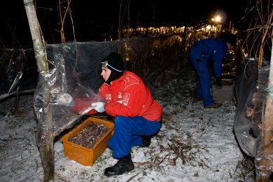 Weinstube Zur Laube Peter Terges in Trier - Mosel - Weingut
