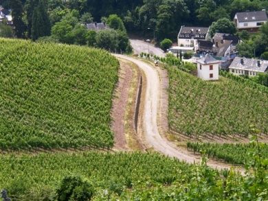 Weinstube Zur Laube Peter Terges in Trier - Mosel - Weingut