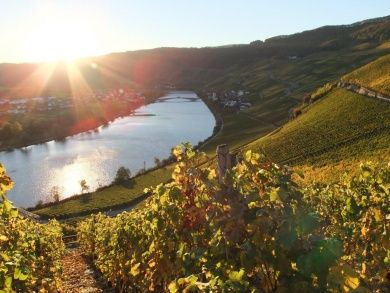 Weingut Lehnert-Veit - Gästezimmer - Straußwirtschaft - Moselgarten