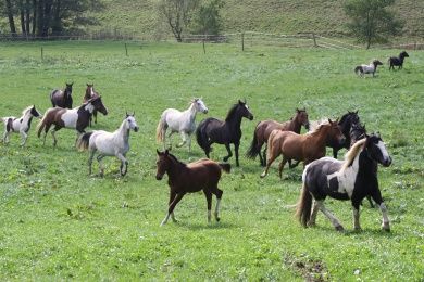  River Ranch, Urlaub für Erwachsene & Jugendliche ab 10 Jahre.