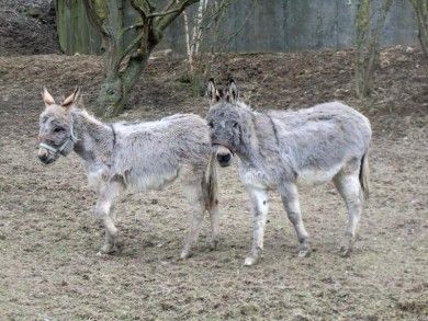 Steinäckerhof - Familienfreundlicher Bauernhof im Hunsrück