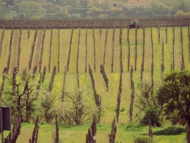 Weingut Gabel & Ferienwohnung  Deutsche Weinstrasse