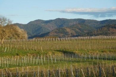 Privatweingut Schmidt