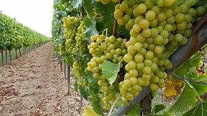 Ferienweingut & Gästezimmer Hünerfauth-Hecky