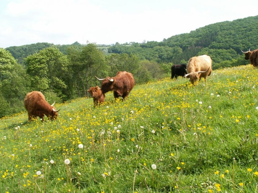 Camping Toodlermillen