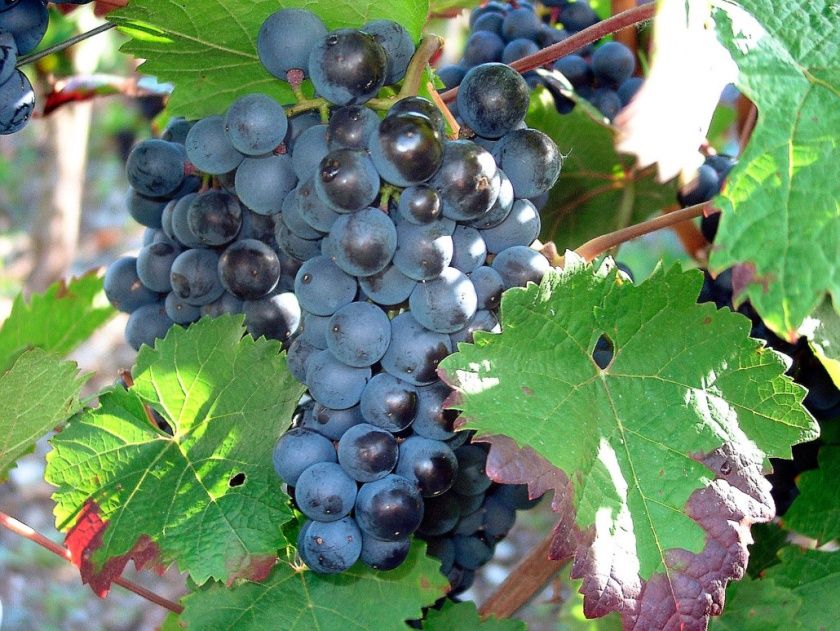 Weingut & Gästezimmer Oskar Bastian