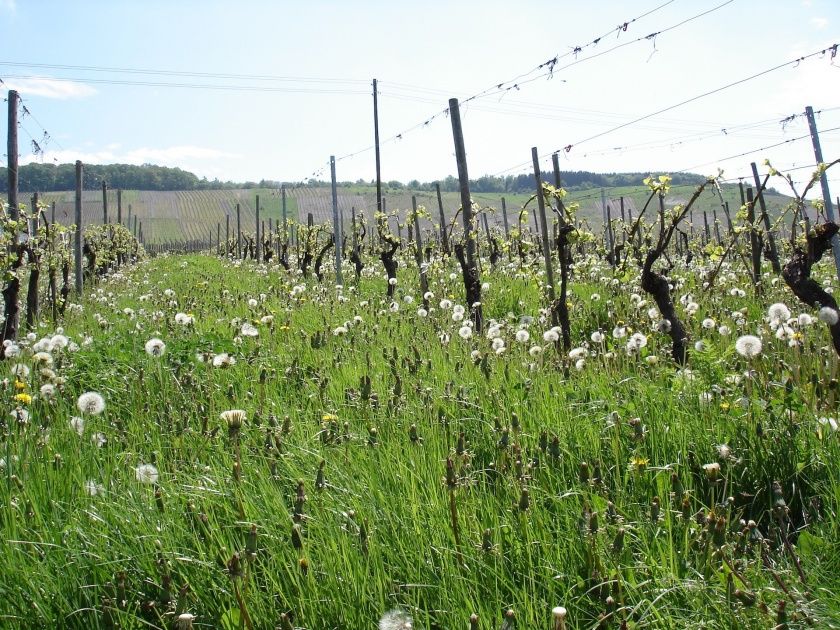 Weingut & Gästezimmer Oskar Bastian
