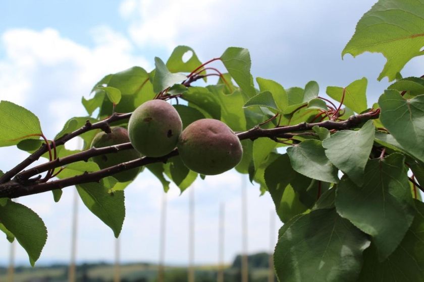 Ferienhaus Landhaus Almyssen