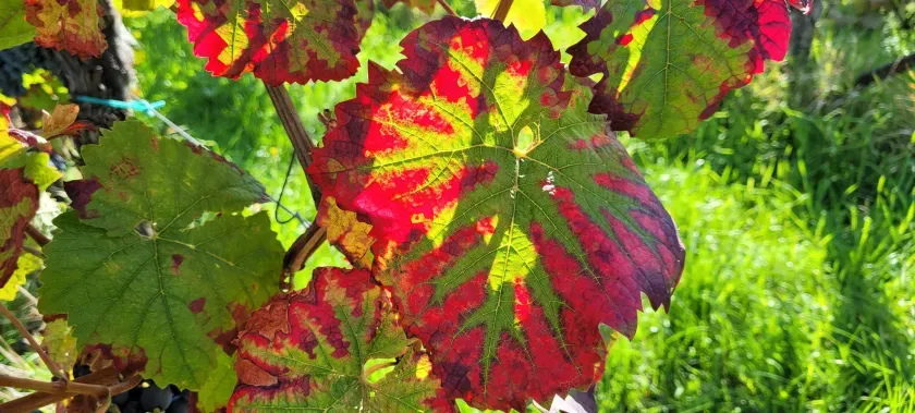 Ferienwohnung an der Weinstraße Gleisweiler