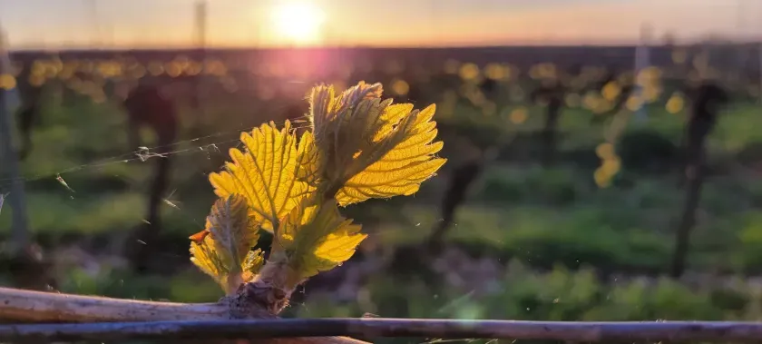 Ferienwohnung an der Weinstraße Gleisweiler