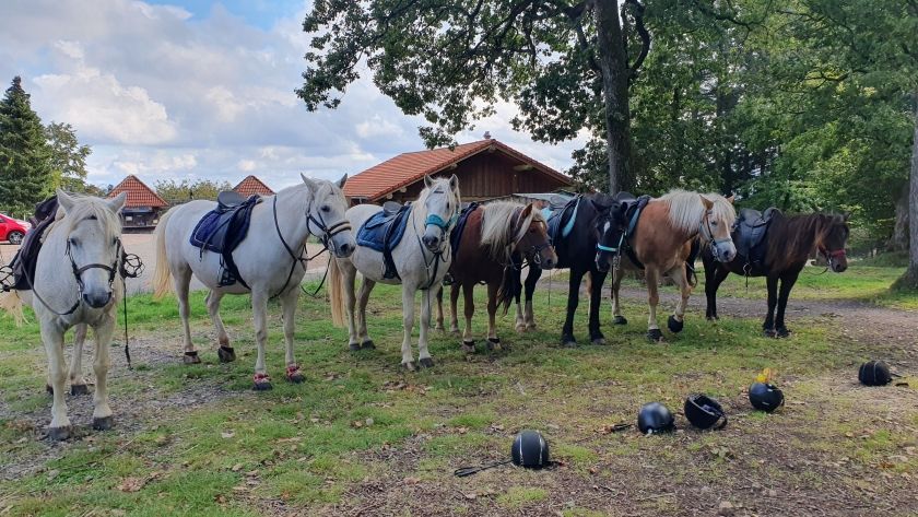 Hunsrück zu Pferd e. V.