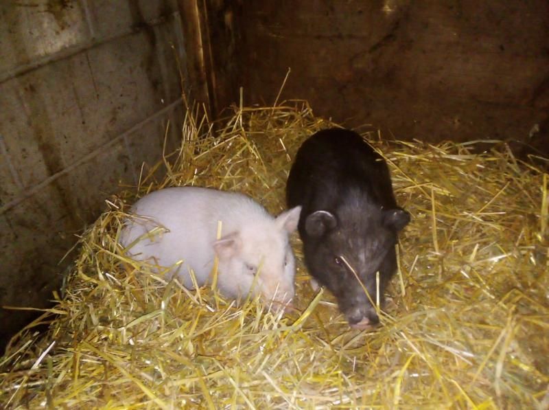 Steinäckerhof - Familienfreundlicher Bauernhof im Hunsrück