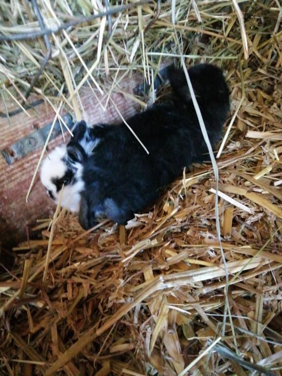 Ferienwohnungen Waldmann