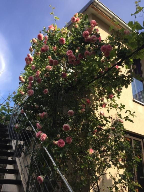 Boutique-Guesthouse Jugendstil-Hof