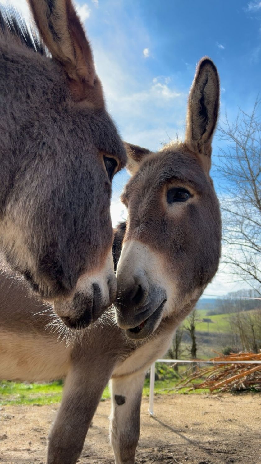 Ferienhaus Op dem Bersch 