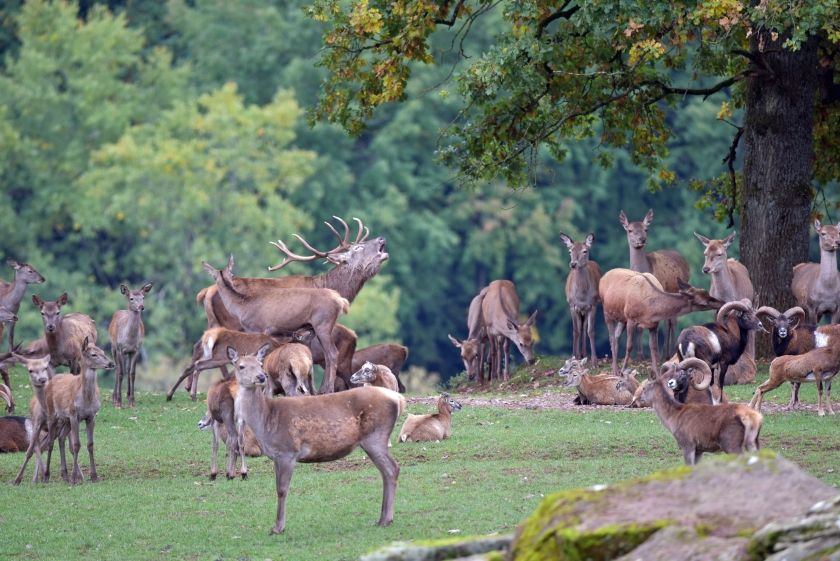 Wild- und Wanderpark bei Silz