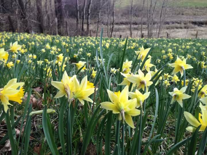 Ferienwohnung Mitten in der Natur