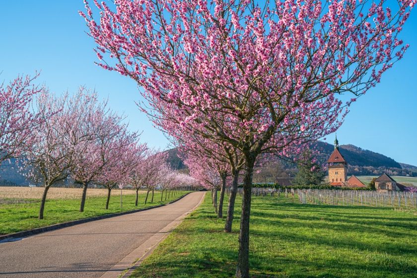 Landgasthof-Hotel Zum Ochsen