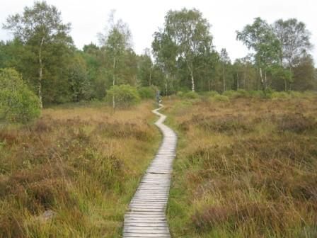 Wanderstege Hohes Venn