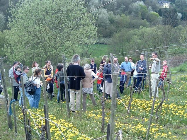 Erlebnisweinprobe - geführte Weinbergswanderung