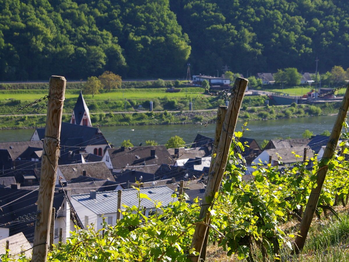 Ferienwohnungen im Weingut Sonneneck