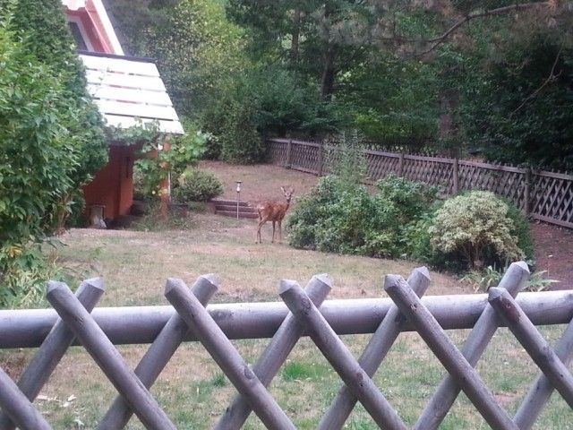 Besuch der Rehe
