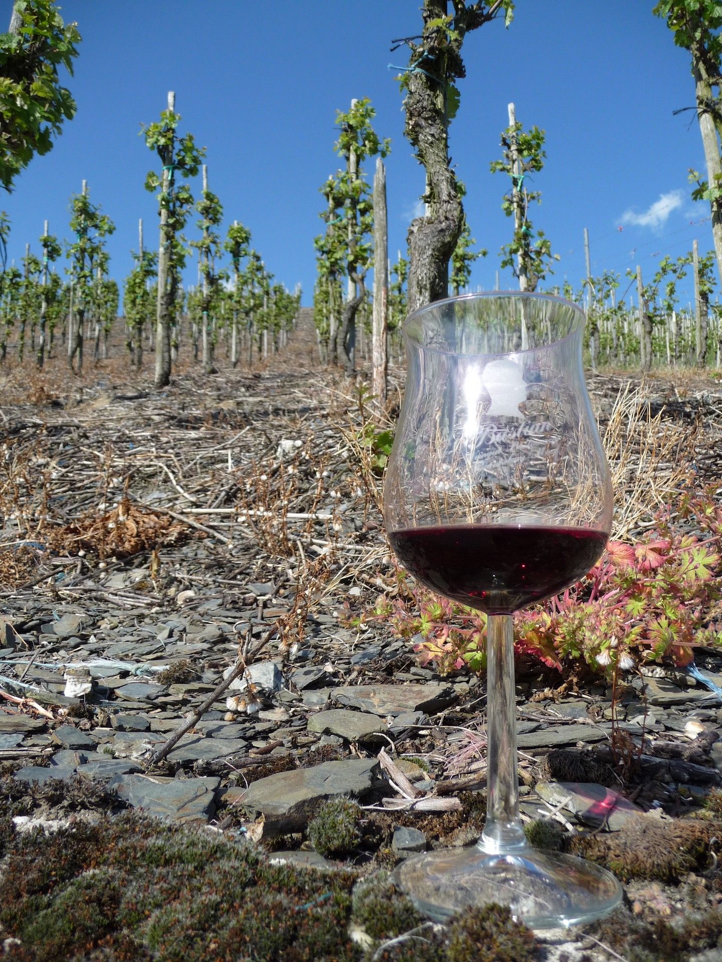 Weingut & Gästezimmer Oskar Bastian