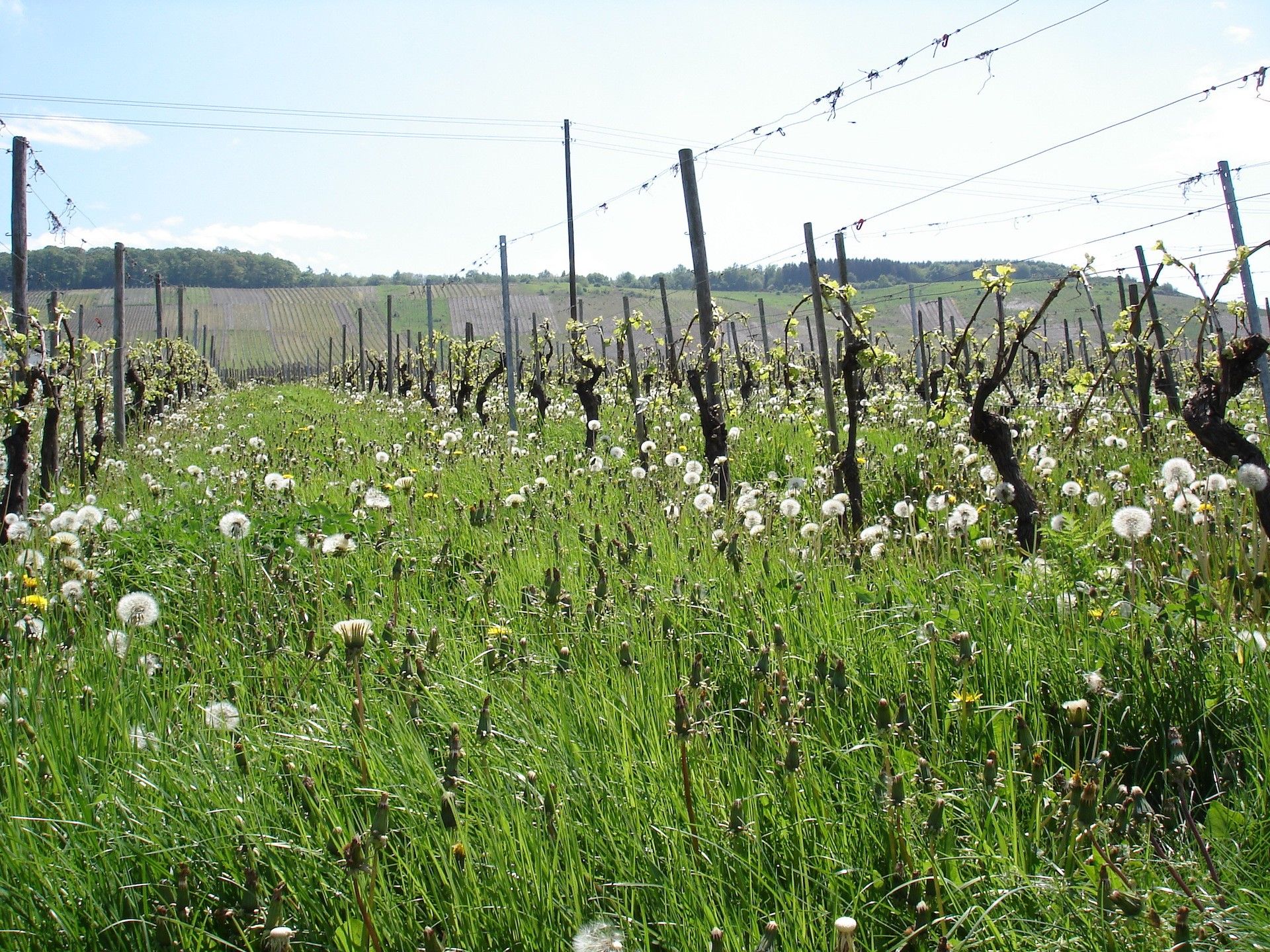 Weingut & Gästezimmer Oskar Bastian