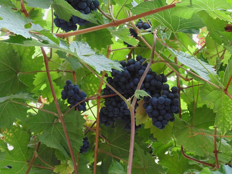 Weingut & Gästehaus Lehnert-Später