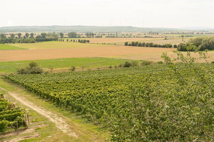 Weingut und FerienApartment H. Engelhard