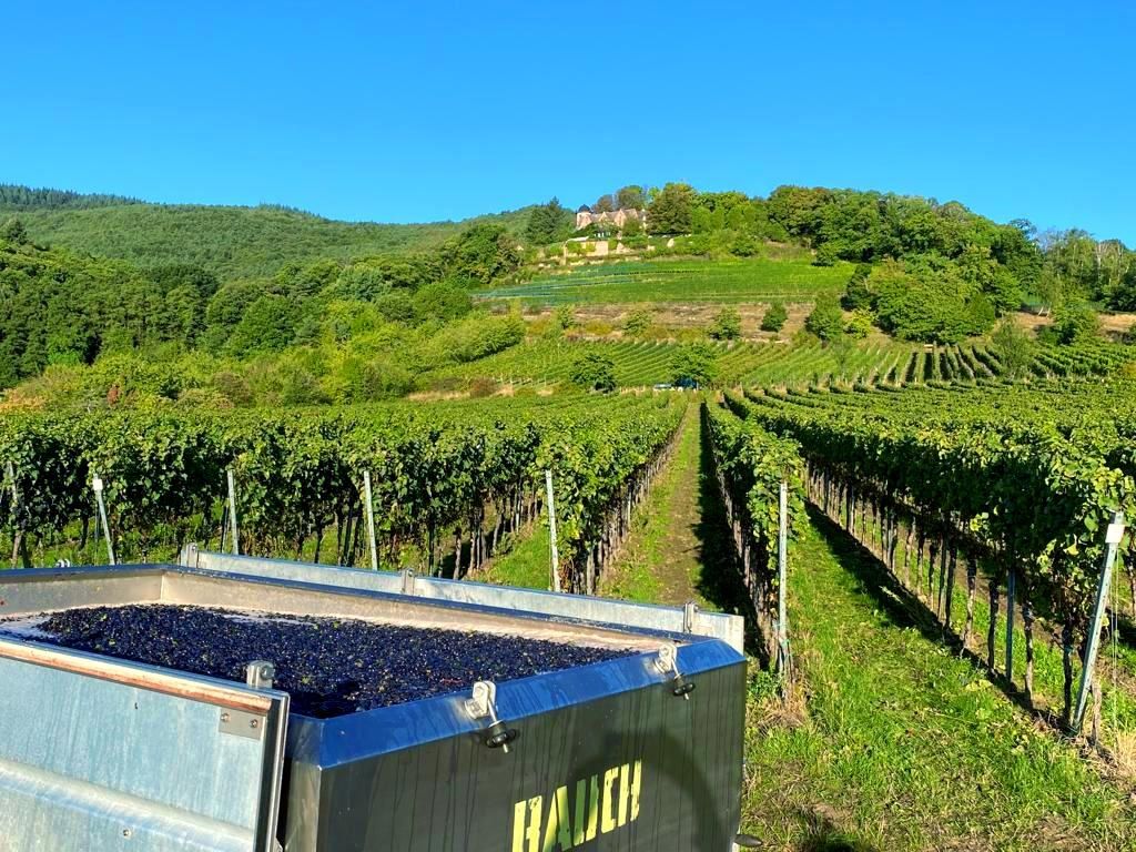 Weinlese Pinot Noir Trauben