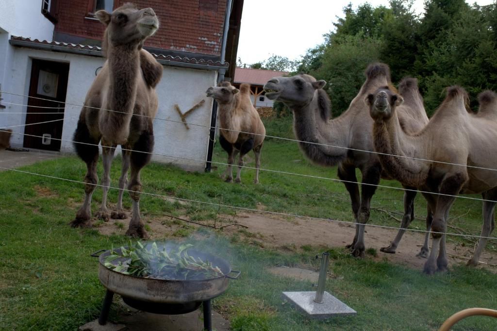 Gästehaus Wilder Mann