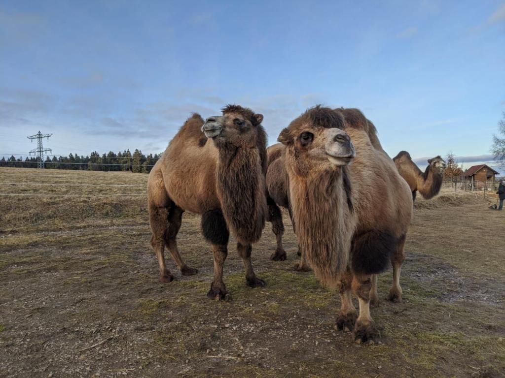 Gästehaus Wilder Mann