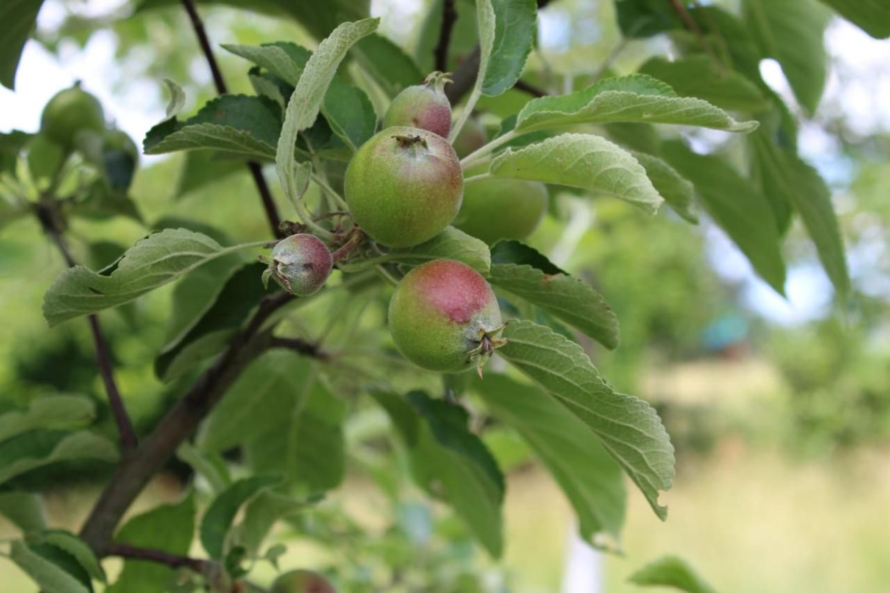 Ferienhaus Landhaus Almyssen