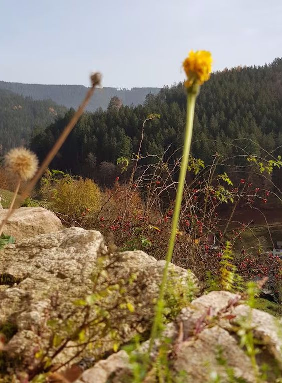 Ferienwohnung Sommerbergparadies