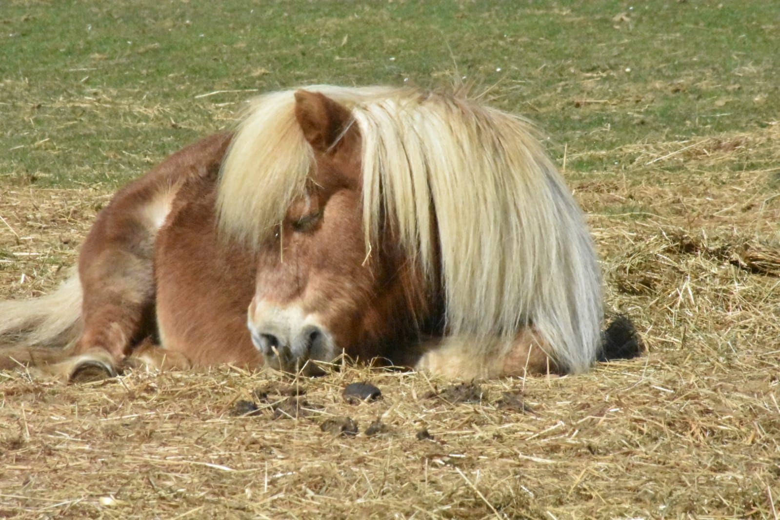 Ferienhaus am Ponyhof