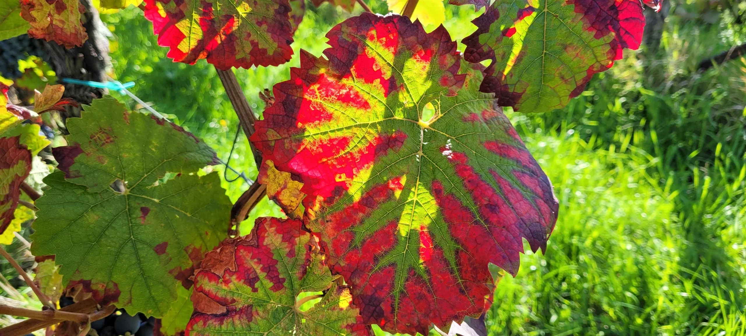 Ferienwohnung an der Weinstraße Gleisweiler