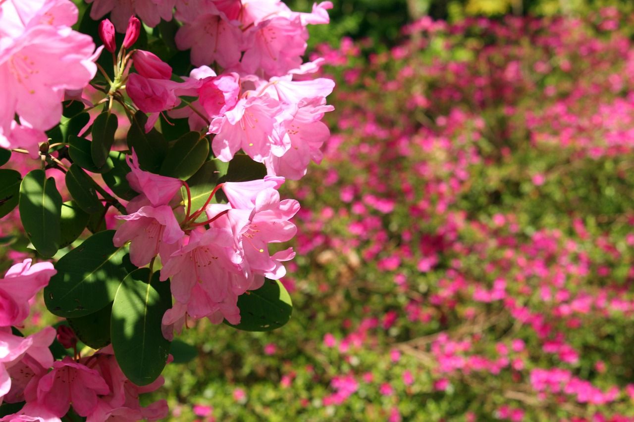 Schlosspark Bad Rappenau