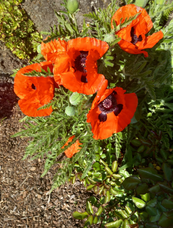 Ferienwohnung Klaus & Thea Tücks - Eifel