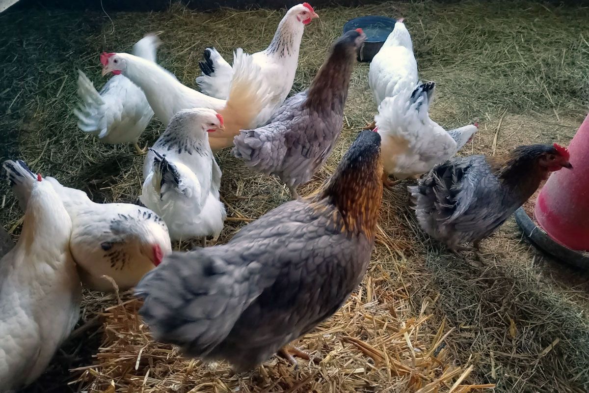 Ferienwohnung Ferienhof Engel