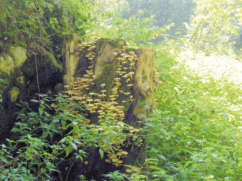 Ferienwohnung Oettinger